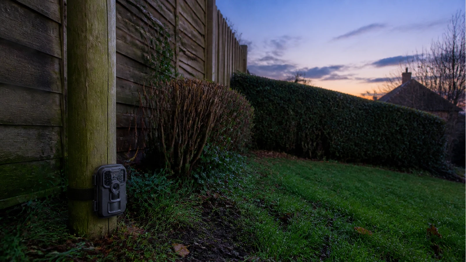 Low-mounted mini trail camera on a UK garden fence post at dusk